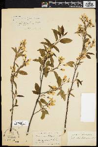 Amelanchier x neglecta image