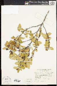 Amelanchier stolonifera image