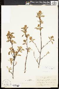 Amelanchier stolonifera image