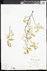 Amelanchier stolonifera image