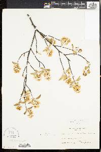 Amelanchier stolonifera image