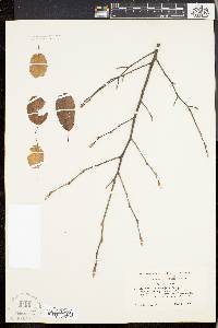 Amelanchier stolonifera image