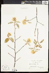 Amelanchier stolonifera image