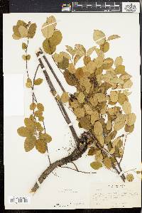 Amelanchier stolonifera image