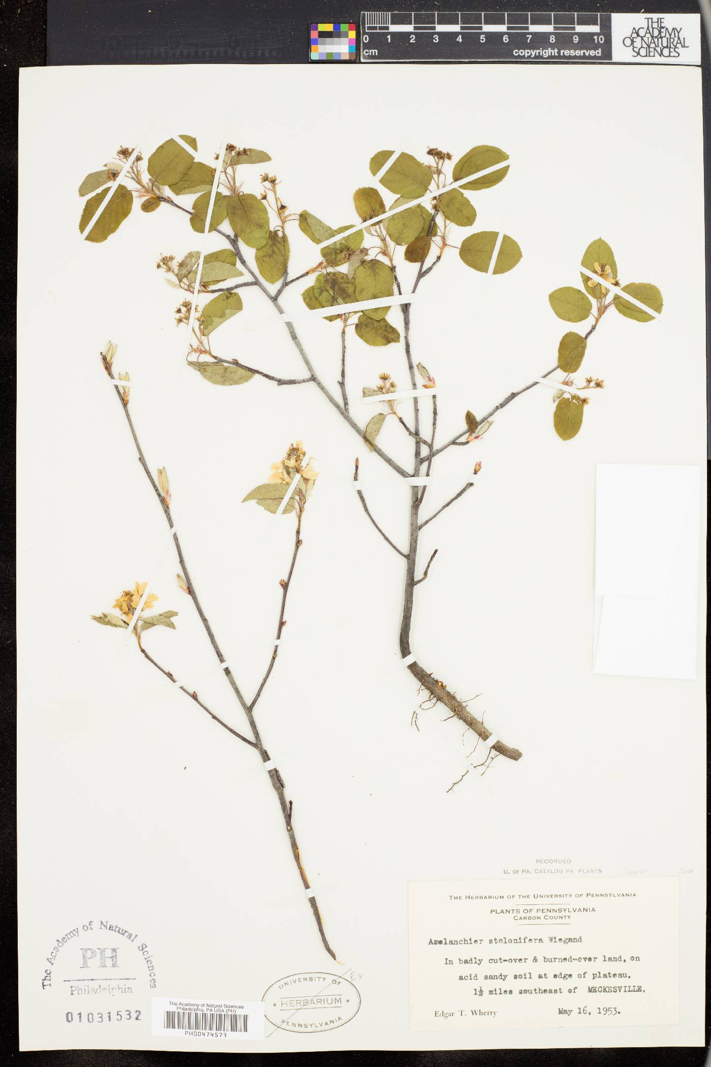 Amelanchier stolonifera image