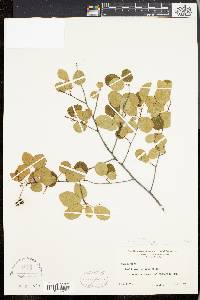 Amelanchier stolonifera image