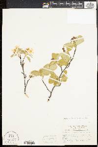 Amelanchier stolonifera image