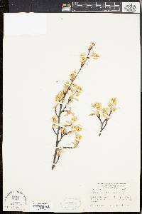 Amelanchier stolonifera image