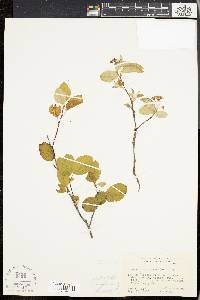 Amelanchier stolonifera image