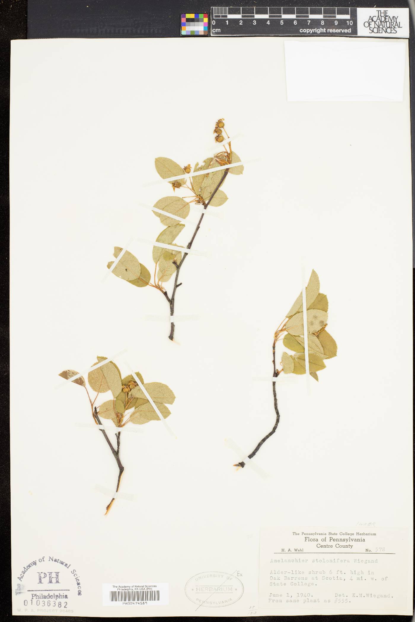 Amelanchier stolonifera image