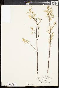 Amelanchier stolonifera image