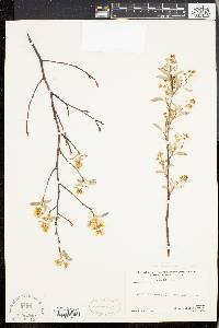 Amelanchier stolonifera image