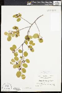 Amelanchier stolonifera image