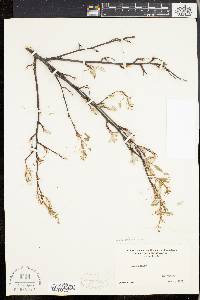 Amelanchier stolonifera image