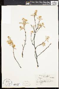 Amelanchier stolonifera image