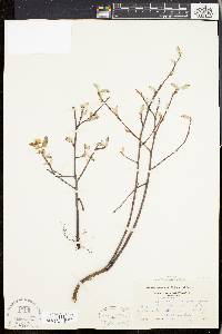 Amelanchier stolonifera image