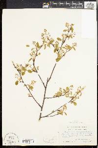 Amelanchier stolonifera image