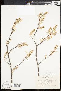 Amelanchier stolonifera image