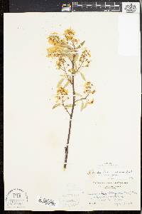 Amelanchier stolonifera image