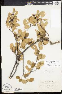 Amelanchier stolonifera image