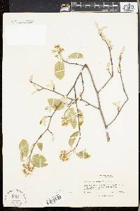 Amelanchier stolonifera image