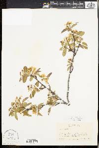 Amelanchier stolonifera image