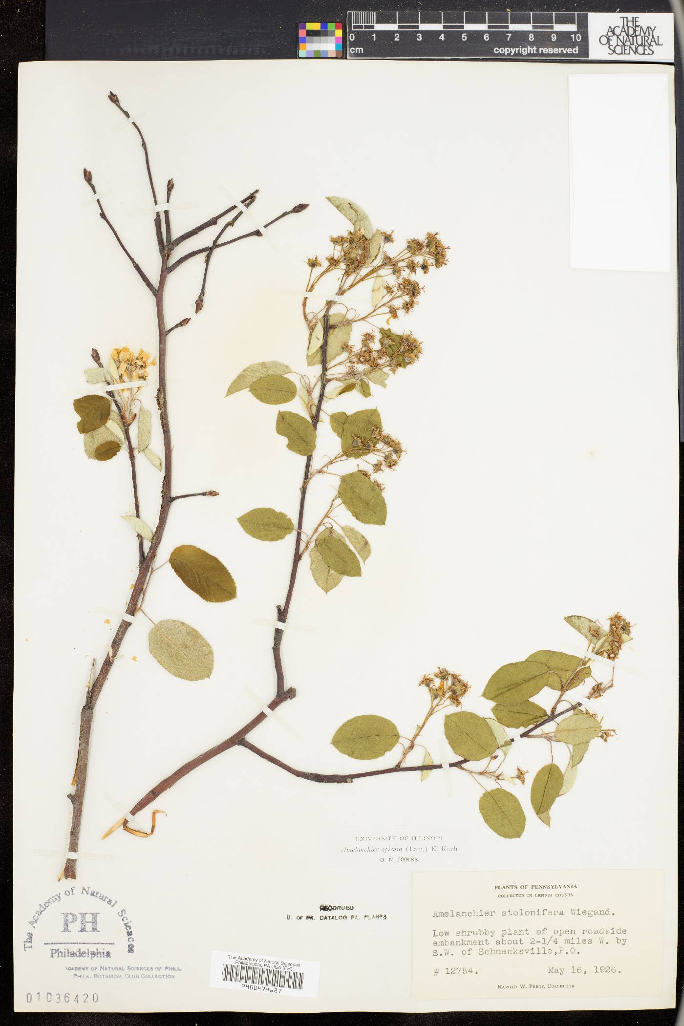 Amelanchier stolonifera image