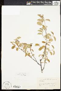 Amelanchier stolonifera image