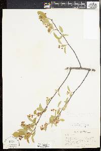 Amelanchier stolonifera image