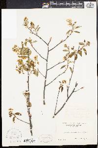 Amelanchier stolonifera image