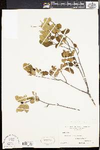 Amelanchier stolonifera image