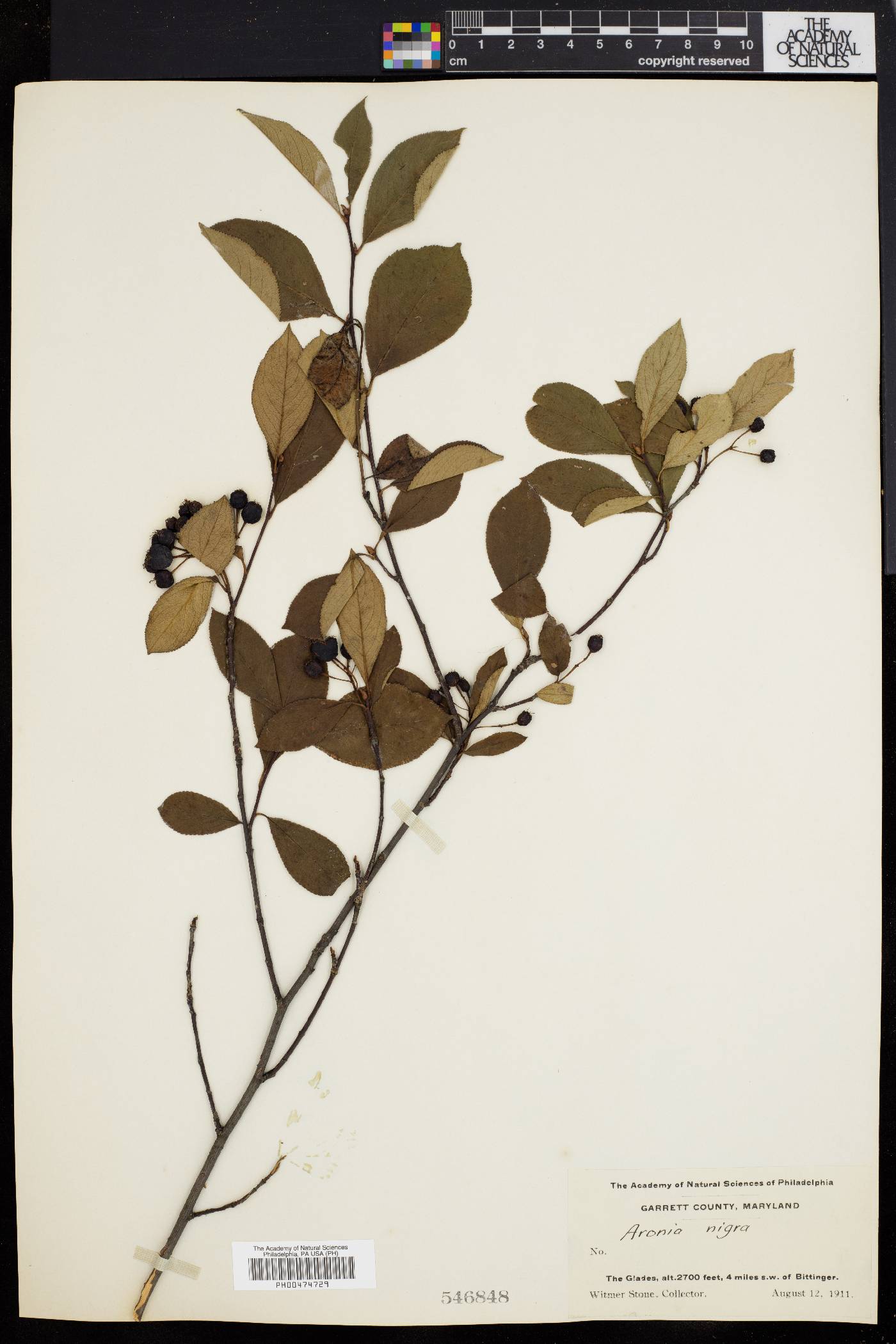 Aronia nigra image