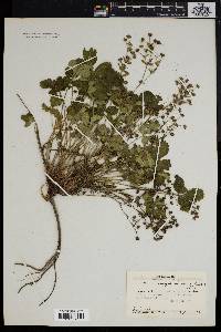 Potentilla norvegica subsp. monspeliensis image