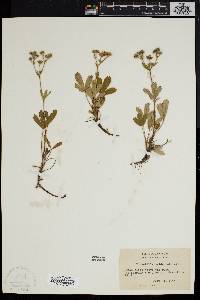 Sibbaldiopsis tridentata image