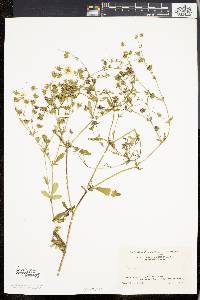 Potentilla argentea image