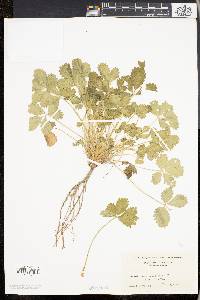 Potentilla argentea image