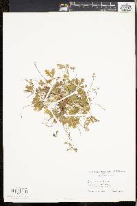 Potentilla argentea image