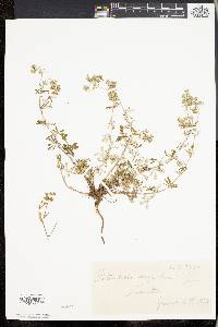 Potentilla argentea image