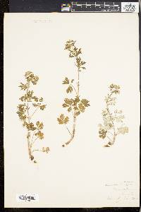 Potentilla argentea image