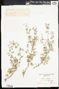 Potentilla argentea image