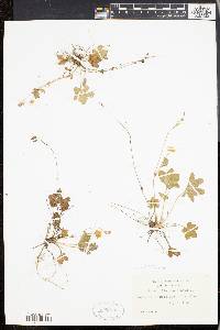 Potentilla canadensis image