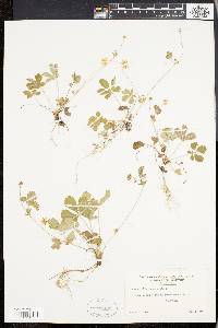 Potentilla canadensis image