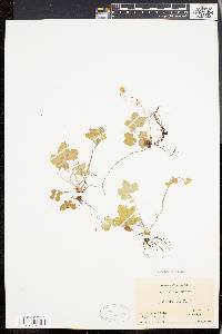 Potentilla canadensis image