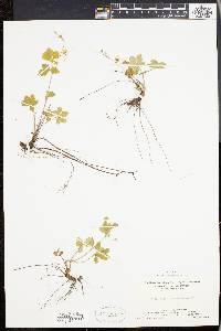 Potentilla canadensis image