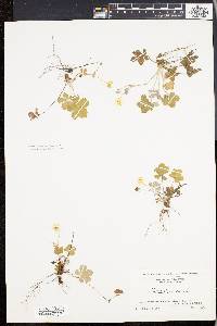 Potentilla canadensis image