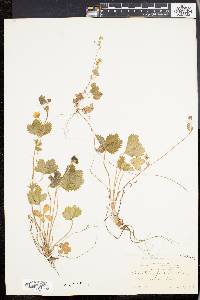 Potentilla canadensis image