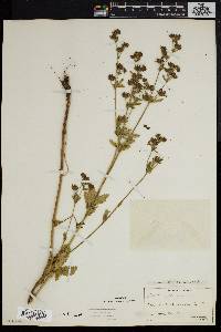 Potentilla norvegica subsp. monspeliensis image