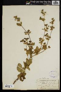 Potentilla norvegica subsp. monspeliensis image