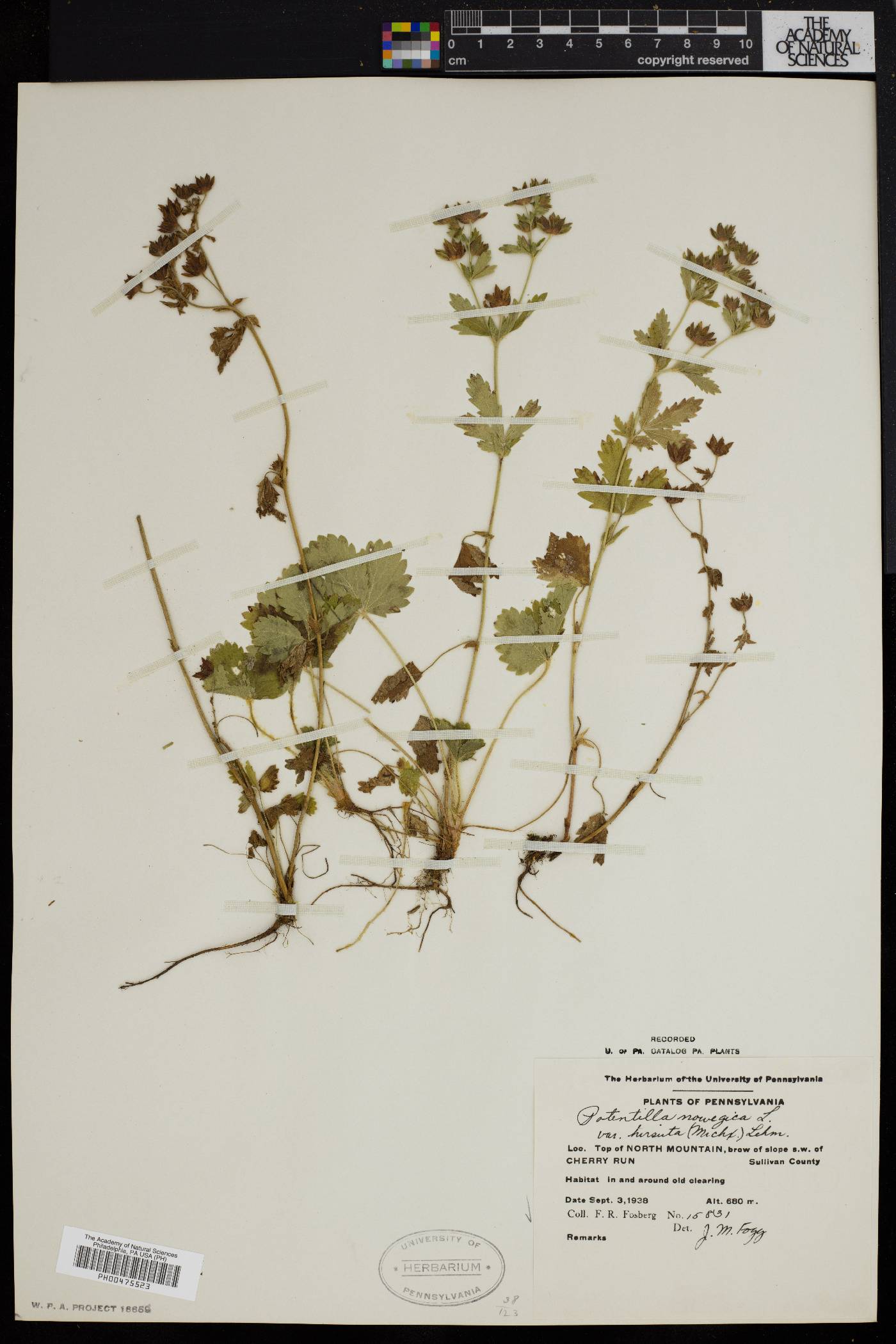 Potentilla norvegica subsp. monspeliensis image