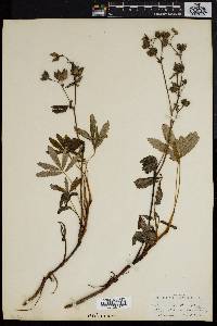 Comarum palustre image